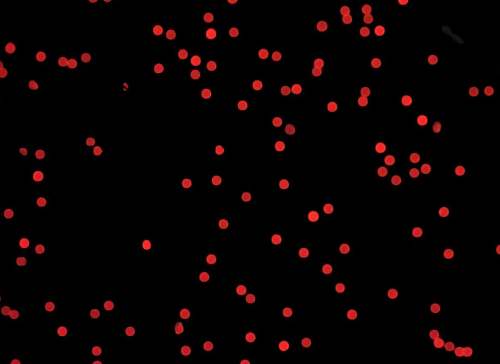 Red PS Fluorescent Particles, 60-70 um-NH2
