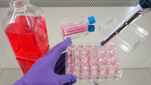[SA25-b27supplement-47] Tissue culture flat tube 10, conical / triple bagged 