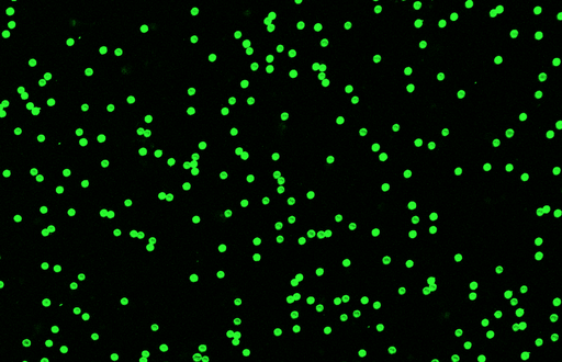 [AFG-1600-NH2] Green PS Fluorescent Particles, 16 um-NH2